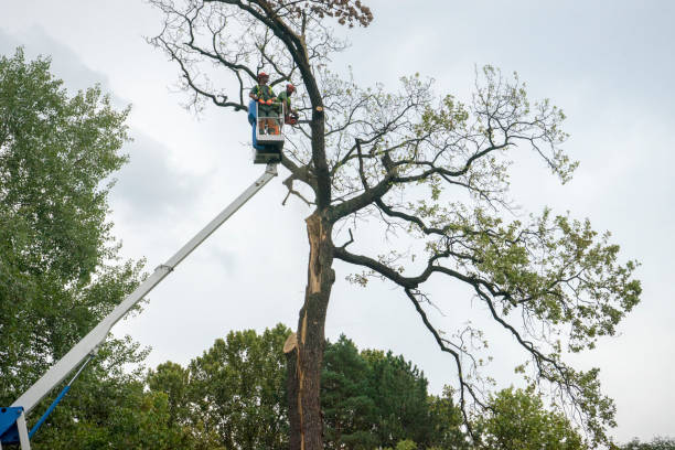 Best Dead Tree Removal  in Iyanbito, NM